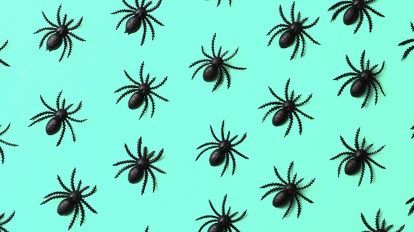 This neurotoxic protein is one of the most potent venoms secreted by treatment for serious reactions to a black widow spider's bite will be beyond the scope of most medical offices and urgent care centers. Spider Bites In Children Symptoms Treatment When To Worry