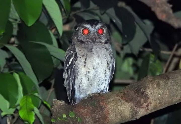 Paling Keren 24 Gambar  Burung  Hantu  Kolase  Biji Bijian 