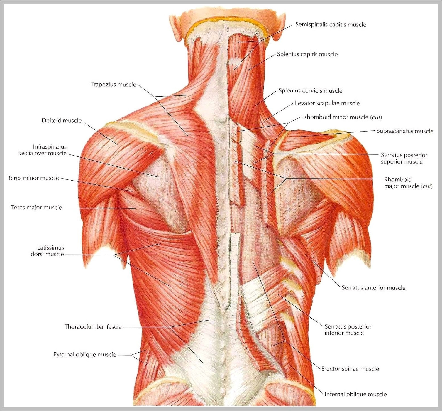 A muscle of the hip originating on the lateral surface there are around 650 skeletal muscles within the typical human body. Human Muscle Diagram Page 2 Graph Diagram