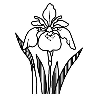 50 菖蒲の花 イラスト Kawenyakirun