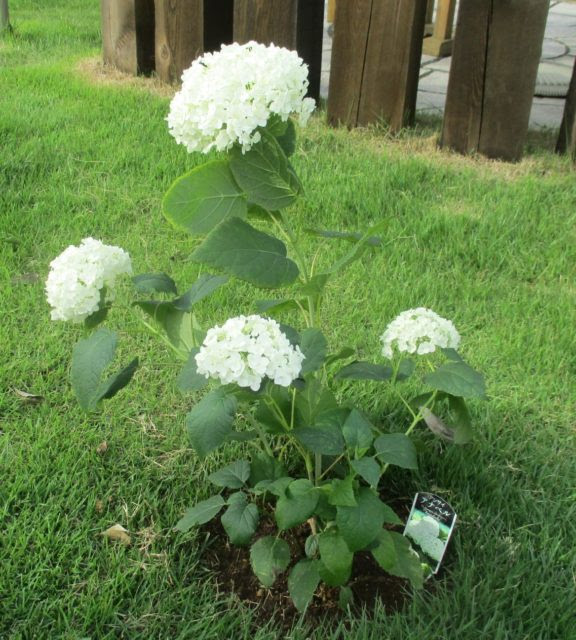 ユニーク紫陽花 アナベル 花 言葉 最高の花の画像