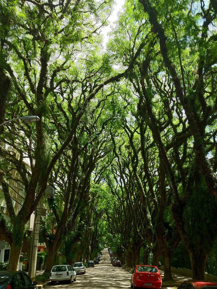 beautiful tree tunnels