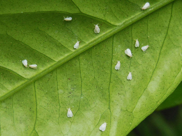 美しい花の画像 綺麗なみかん 白い 虫