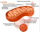 Components of a typical mitochondrion (credit: Kelvinsong/Creative Commons)