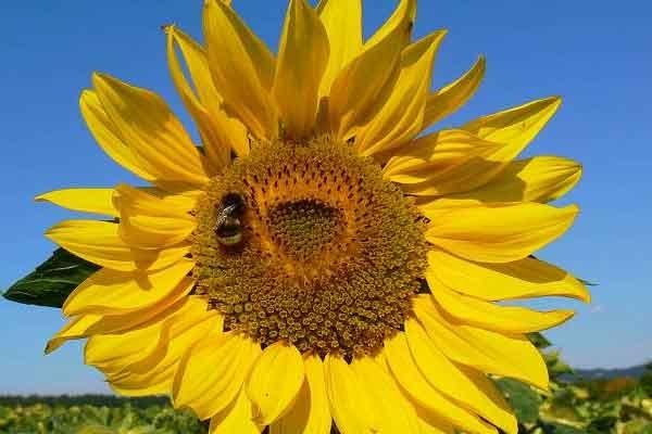Paling Populer 17+ Bunga Matahari Selalu Menghadap Ke Arah ...