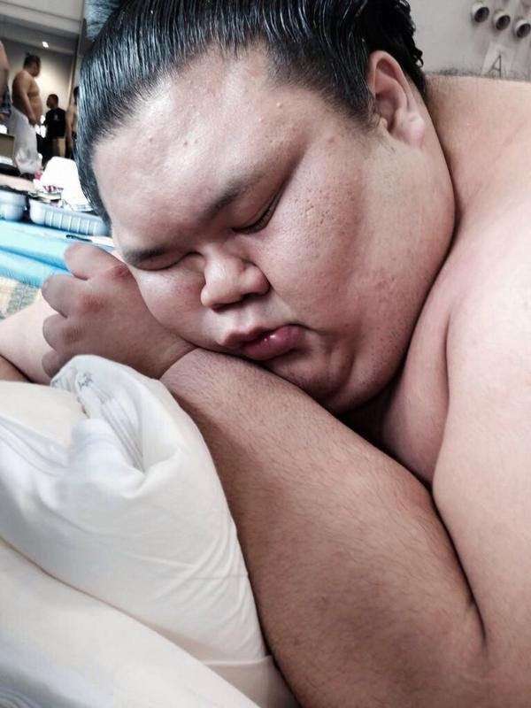 最新のhd相撲 可愛い 最高の動物画像