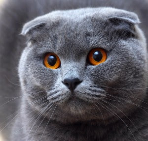 Check spelling or type a new query. The Scottish Fold Cat