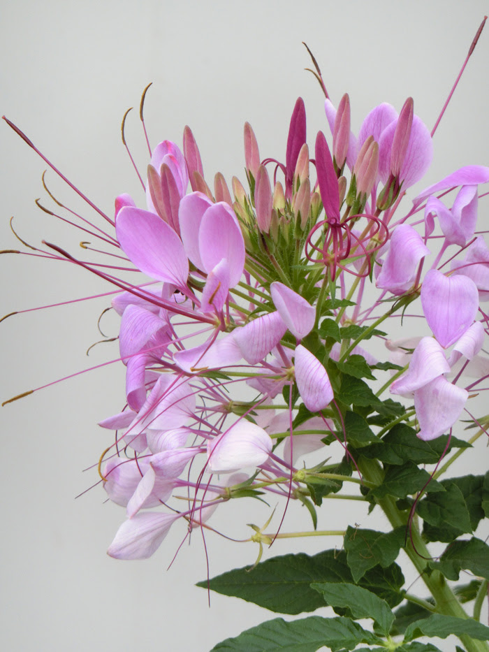 クレオメ 花 1115 クレオメ 花言葉 由来