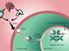 Androgen receptor pathway illustration