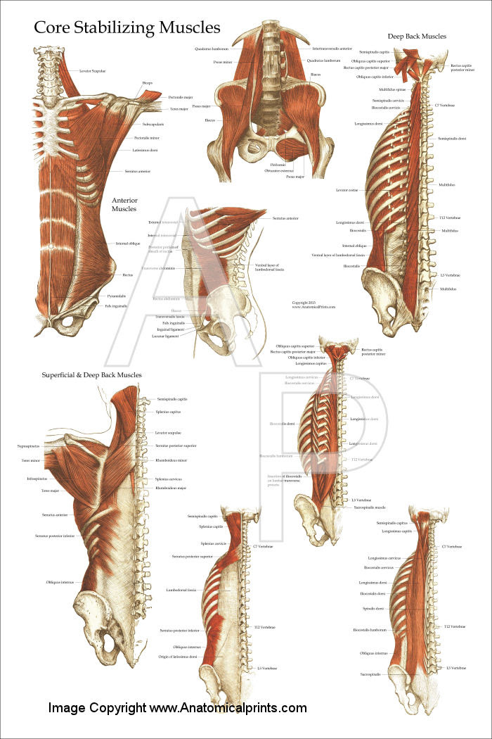 It also helps in extension and lateral flexion of the lumbar spine. The Muscle Names Muscle Chart Back Muscles German Names Chart Muscular When They Re Relaxed They Allow You To Hold In Urine Kumpulan Alamat Grapari Telkomsel Dan Alamat Bank