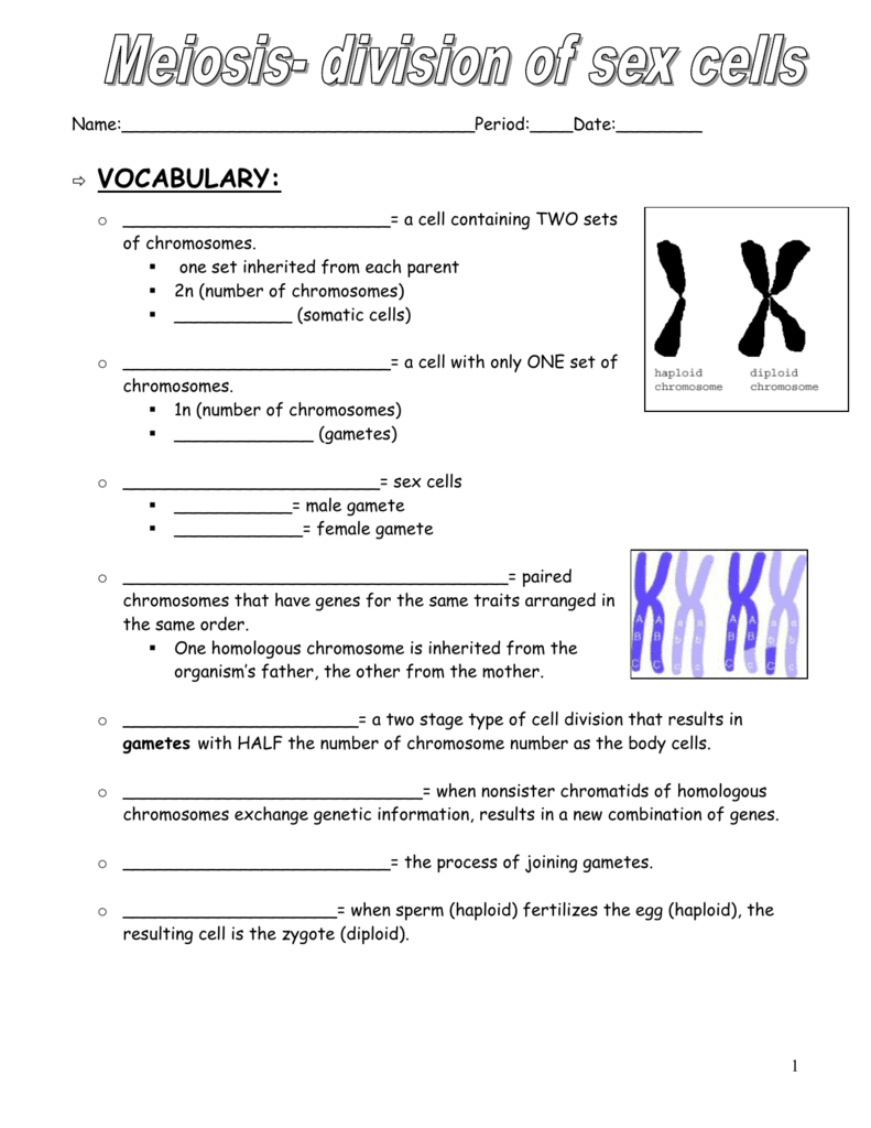 28 102 The Process Of Cell Division Worksheet Answer Key ...