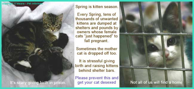 Queens can keep going into heat every 2 to 3 weeks from the spring through the. Spaying Cats A Complete Veterinary Guide To Feline Spay Surgery