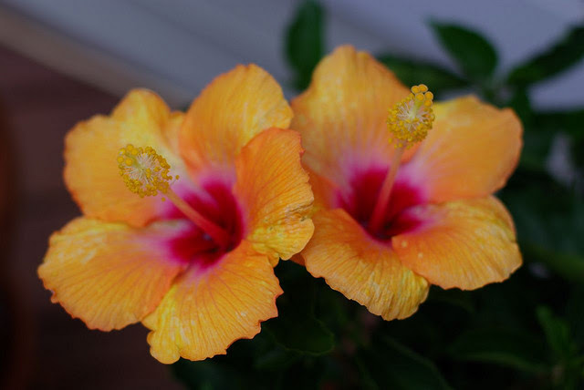 The hawaii state flower is the yellow hibiscus, the beautiful bright yellow flower with wide petals. Hawaiian Flowers Truly Hawaiian Teriyaki Sauce