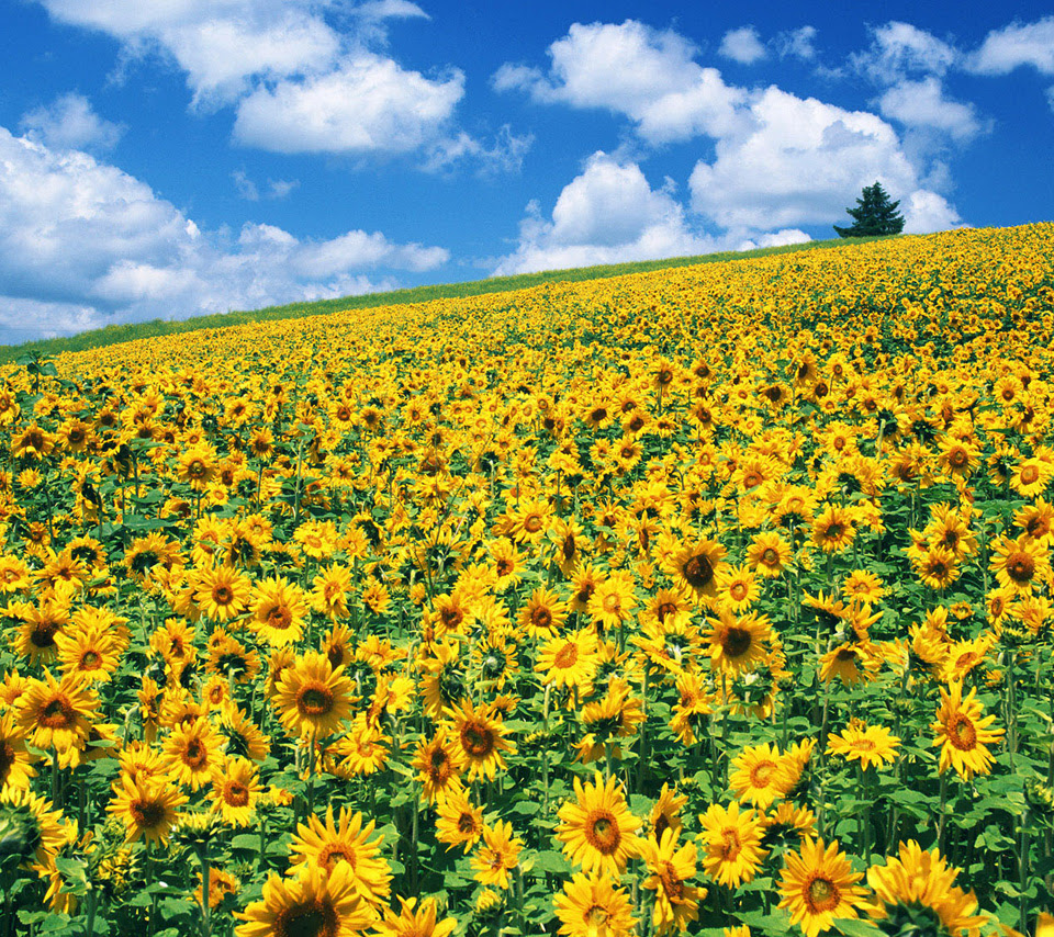 無料ダウンロード壁紙 ひまわり 最高の花の画像