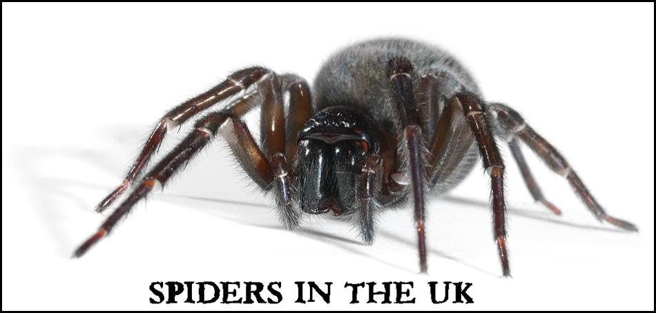 It is often mistaken for the black widow spider, which is found only in north america. Jason Steel Wildlife Photography