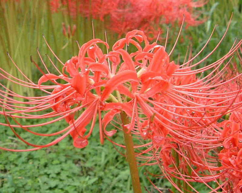 美しい花の画像 心に強く訴える赤い 花 名前