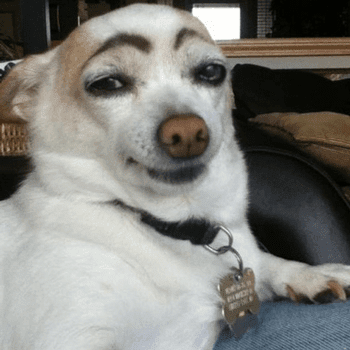 コンプリート 犬 おもしろ画像 3778 犬 面白画像 ボケて アニメ画像高画質
