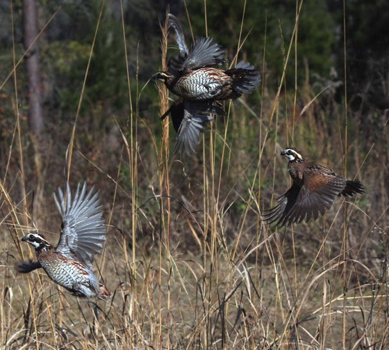 Counting quail