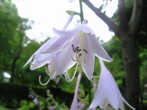 すべての美しい花の画像 50 7 月 9 日 誕生 花