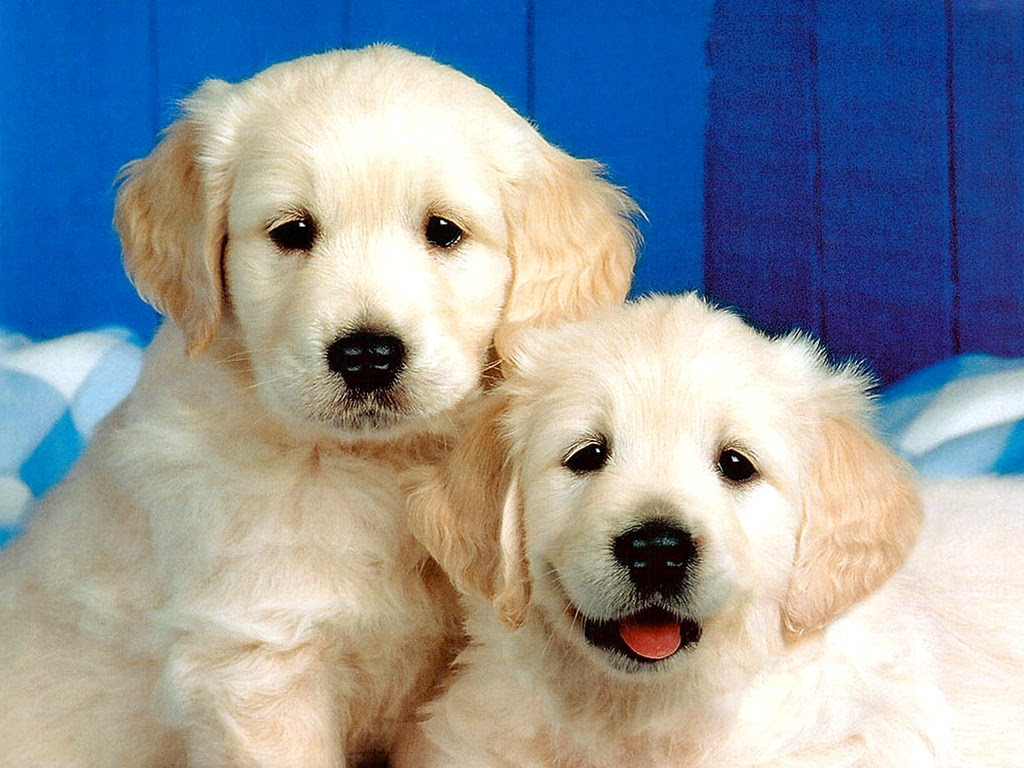 ディズニー画像ランド これまでで最高のかわいい 子犬 壁紙 ゴールデン レトリバー