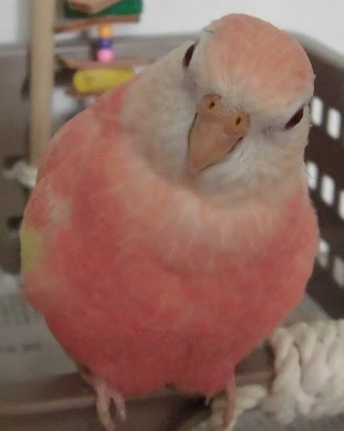 驚くばかりインコ ピンク 最高の花の画像