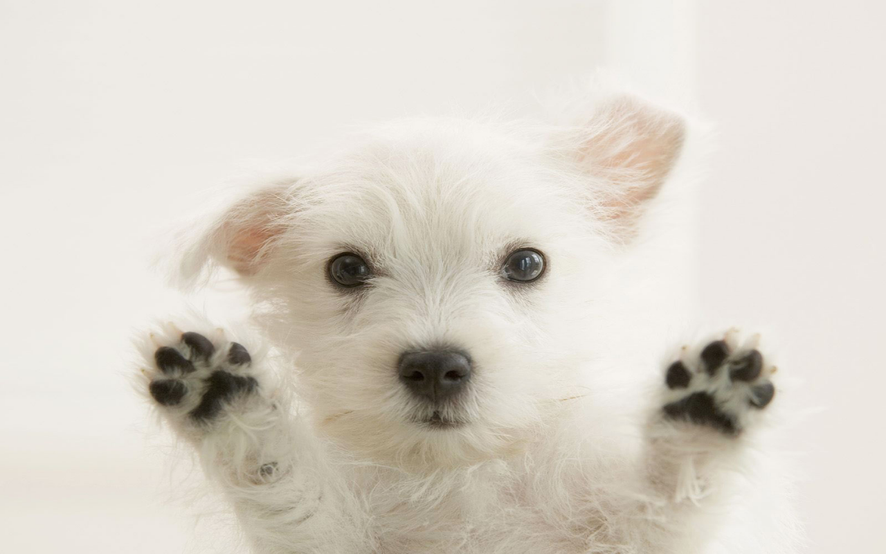 ベスト 犬 壁紙 Pc Jpbestwallpaper