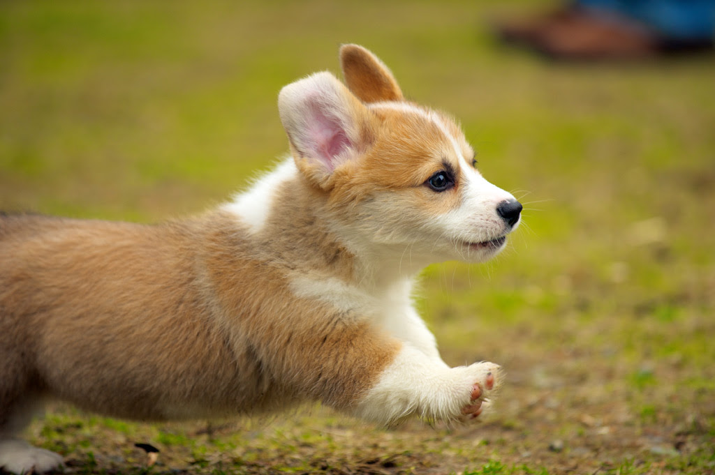 99以上 犬 可愛い 画像 高画質 1122 犬 可愛い 画像 高画質 Appgazojp