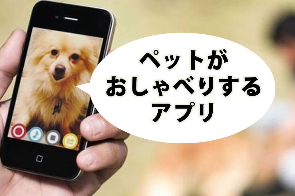 50 動物 喋る アプリ 最高の動物画像