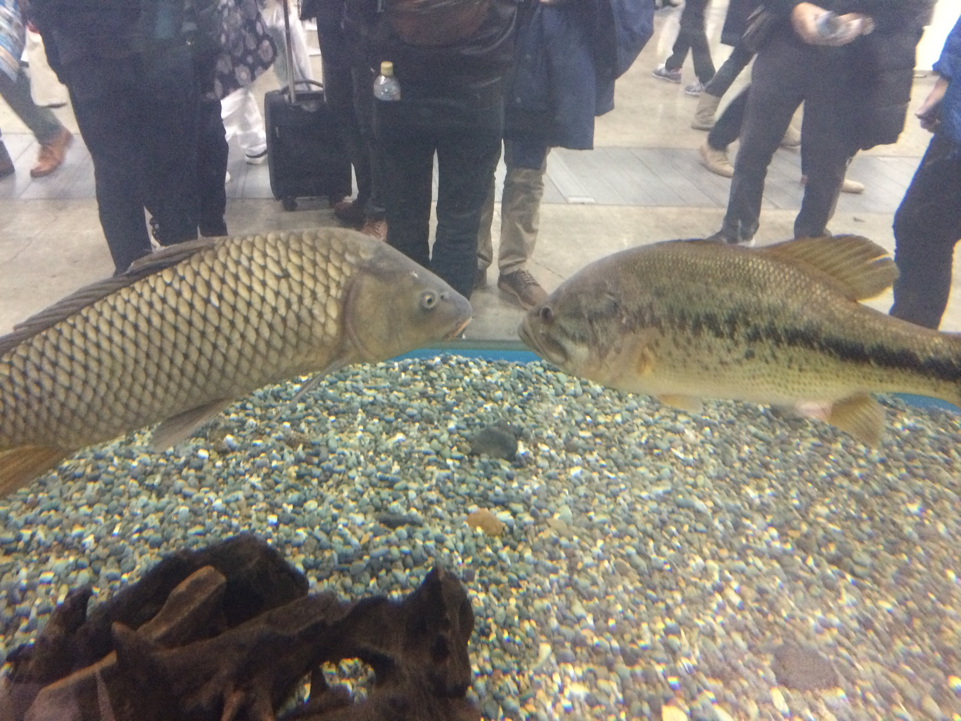 ラブリーブラックバス 飼育 すべての魚の画像