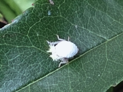 コレクション 白い虫 小さい ふわふわ 700365-白い虫 小さい ふわふわ