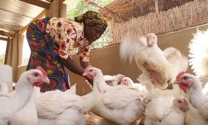 Las gallinas  son un activo económico y nutricional muy extendido en el África rural (foto de archivo).