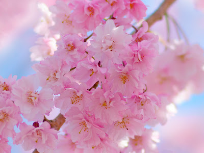 壁紙 桜 おしゃれ の最高のコレクション 最高の花の画像