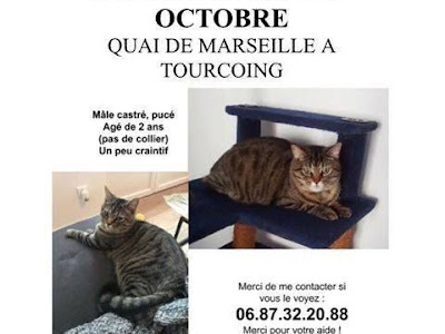 Image exemple affiche chat trouvé 199466