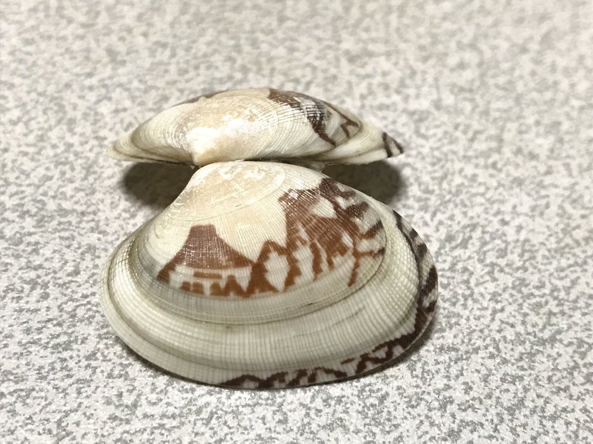 上アサリ 模様 最高の花の画像