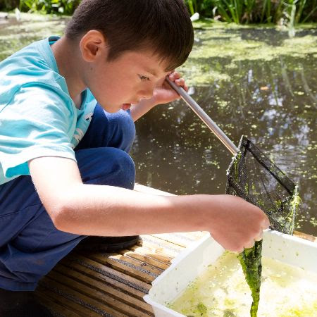 A boy examining his findings from pond dipping