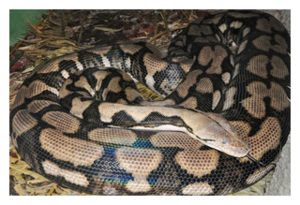 Thelma_the_virgin_snake_birth.jpg