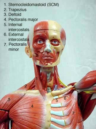 Related searches for muscle diagram labeled of back lower back muscles. Male Muscle Model