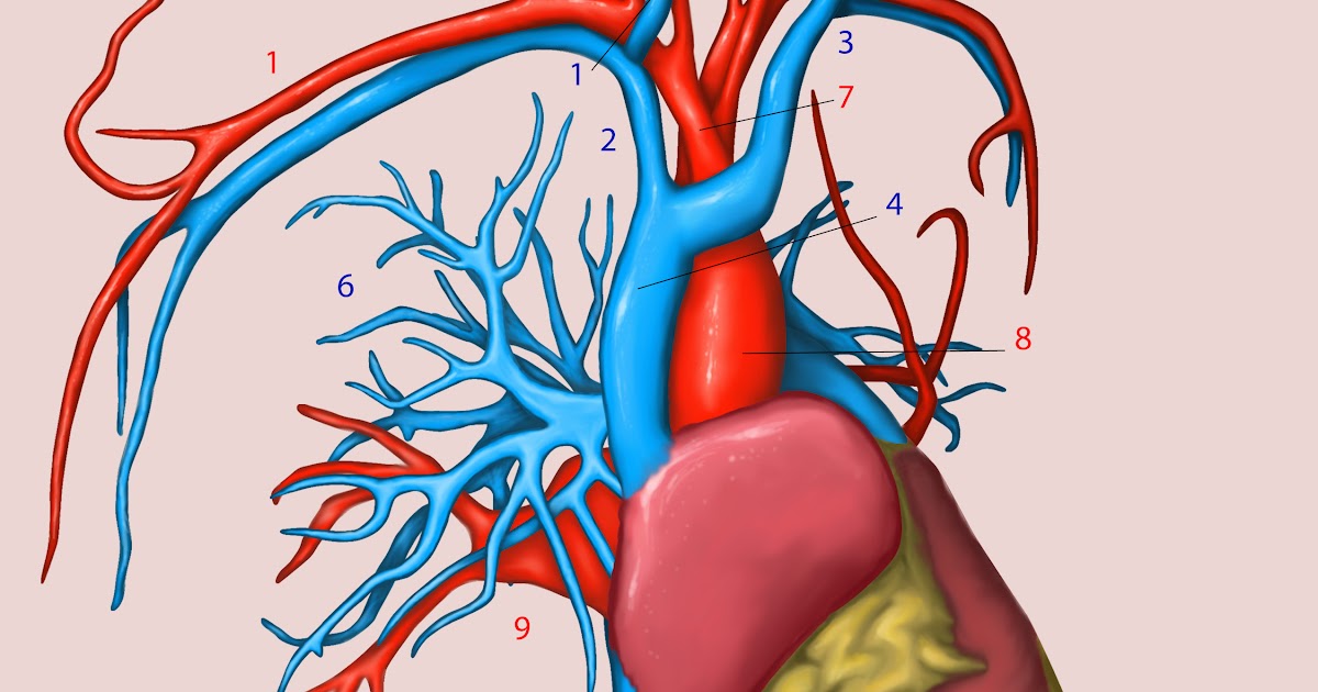 Veins And Arteries In The Neck - Major Arteries Of The Head And Neck Carotid Teachmeanatomy ...