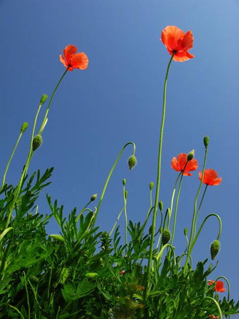 ひなげし 花 ひなげし 花びら 枚数