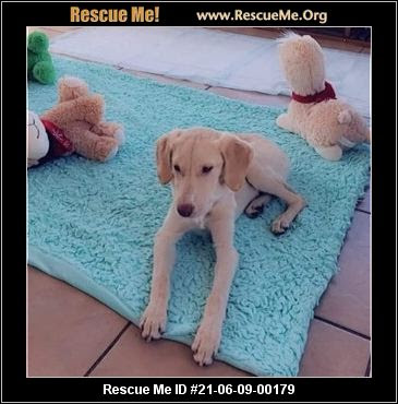Golden retriever puppies nj rescue. New Jersey Golden Retriever Rescue Adoptions Rescue Me