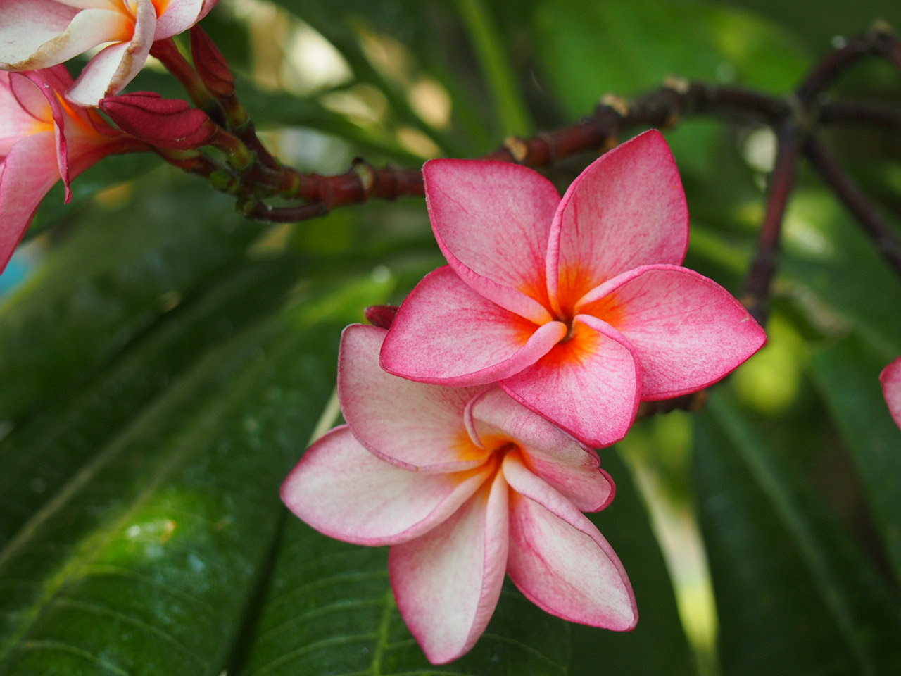 美しい花の画像 最高かつ最も包括的なプリメラ 花