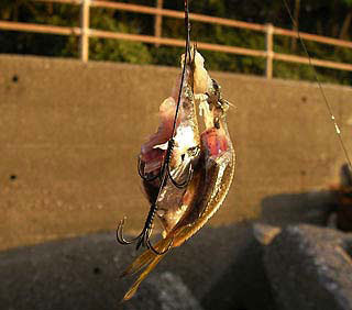 75 イカ ウキ釣り 冷凍アジ 魚のすべて