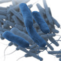 Legionella pneumophila