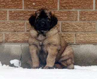 A leonberger puppy costs about 2000 euro. Finding A Puppy Leonberger Club Of Canada