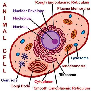 Jan 14, 2018 · also read: Cell Structure