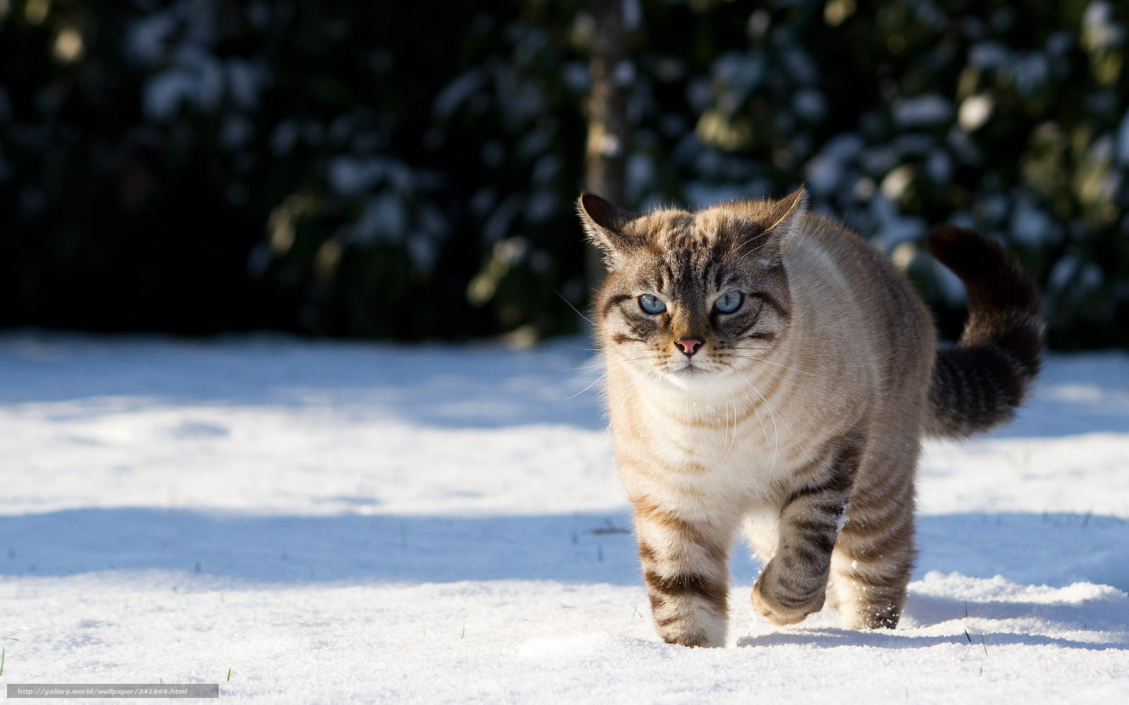 最も人気のある 猫 デスクトップ 壁紙 Hdの壁紙 無料 Itukabegami