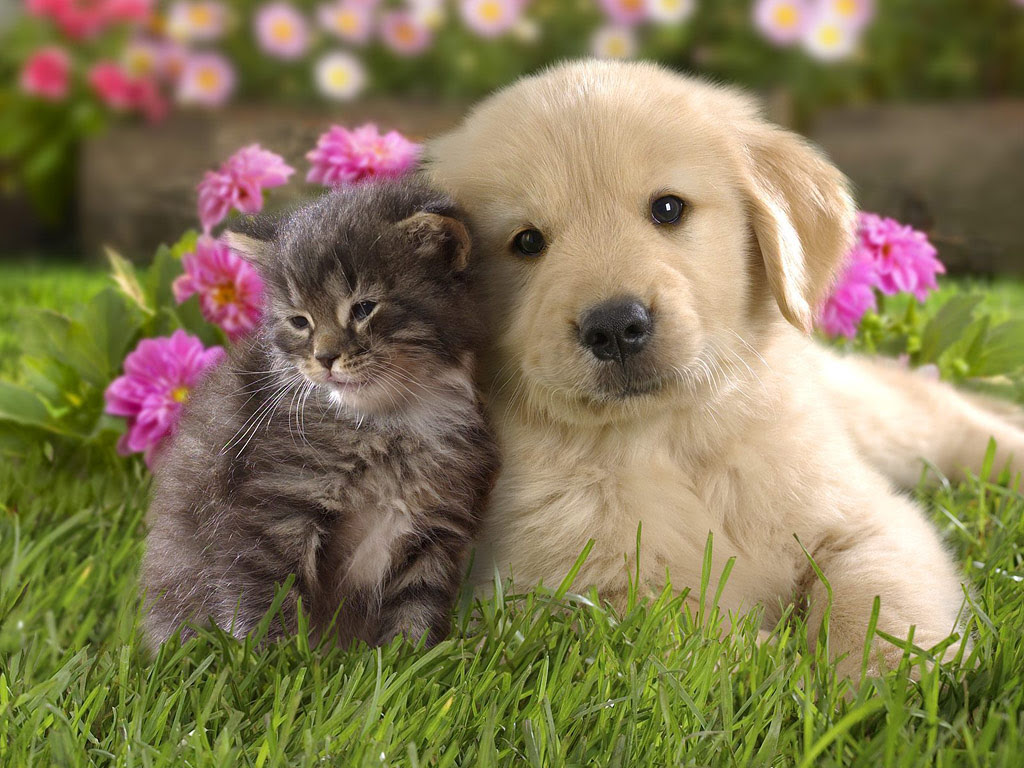 最高の無料イラスト 上犬 フリー 写真