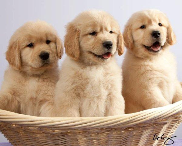 Hours may change under current circumstances Sun Golden Golden Retrievers