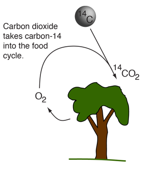 There are total 1 hindi meaning and definitions have been listed for the english word 'carbon dating'. Carbon Dating