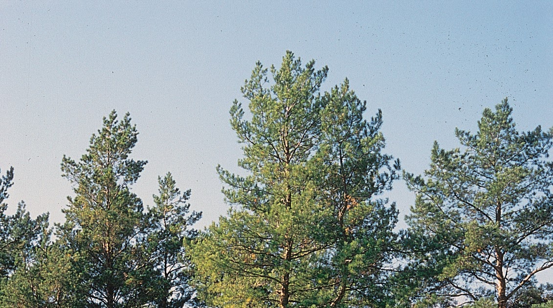  Manfaat  dan Kegunaan Pohon  pinus  Artikel Tanaman Dan 